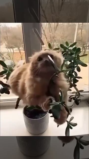 кооотик)