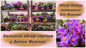 Обзор Нового помещения для Фиалок! Большой обзор сортов и деток Фиалок!