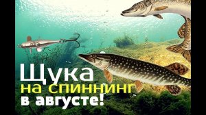 Особенности ловли щуки на спиннинг в августе! Лучшие блёсны!