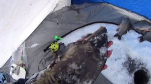 КАРПЫ со ЛЬДА