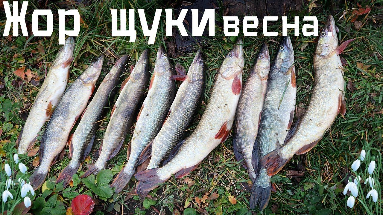 Когда начнется жор щуки весной? Когда начнется знаменитый мартовский преднерестовый жор? смотреть онлайн