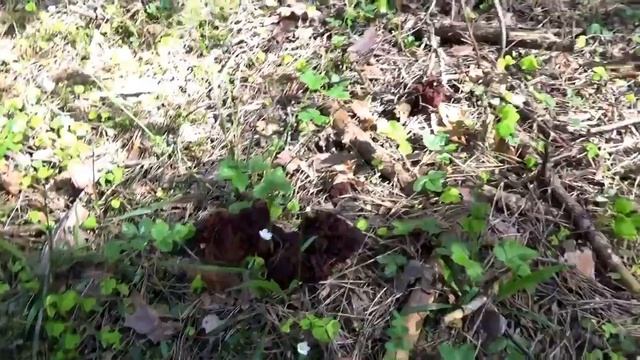 Грибы СтрочкИ в лесу Телеши. Как растут. Как приготови? смотреть онлайн