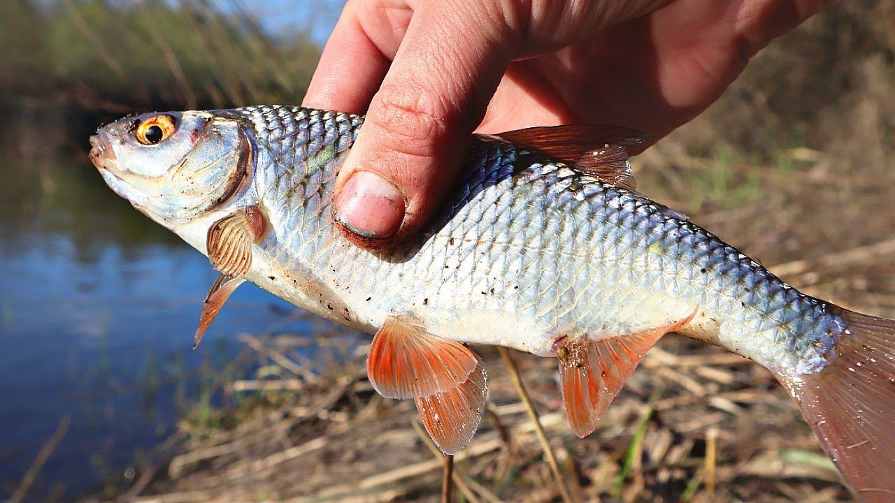 Плотва на валерьянку весной! Работает как магнит для рыбы в апреле -мае. смотреть онлайн