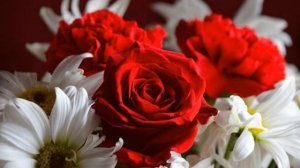 Константин Дерр - Ромашка белая