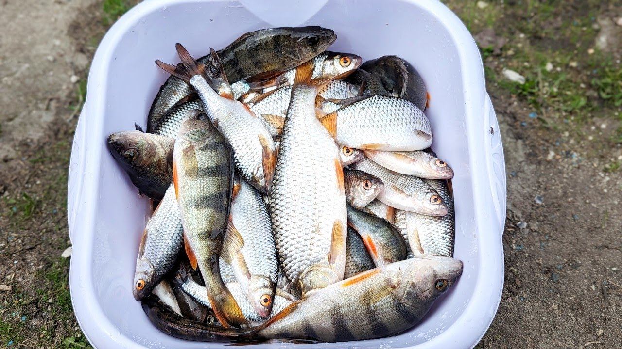Почему рыба так жадно клюет на червя если он не водится в водоемах?! смотреть онлайн