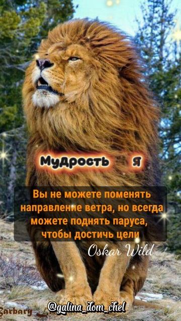 Мудрые слова про цели и мечты