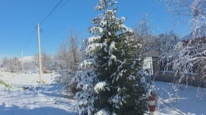 Мои рекомендации по выращиванию роз неправильные?Поздравления из зимнего сада,🤩🤩🙏🙏🙏