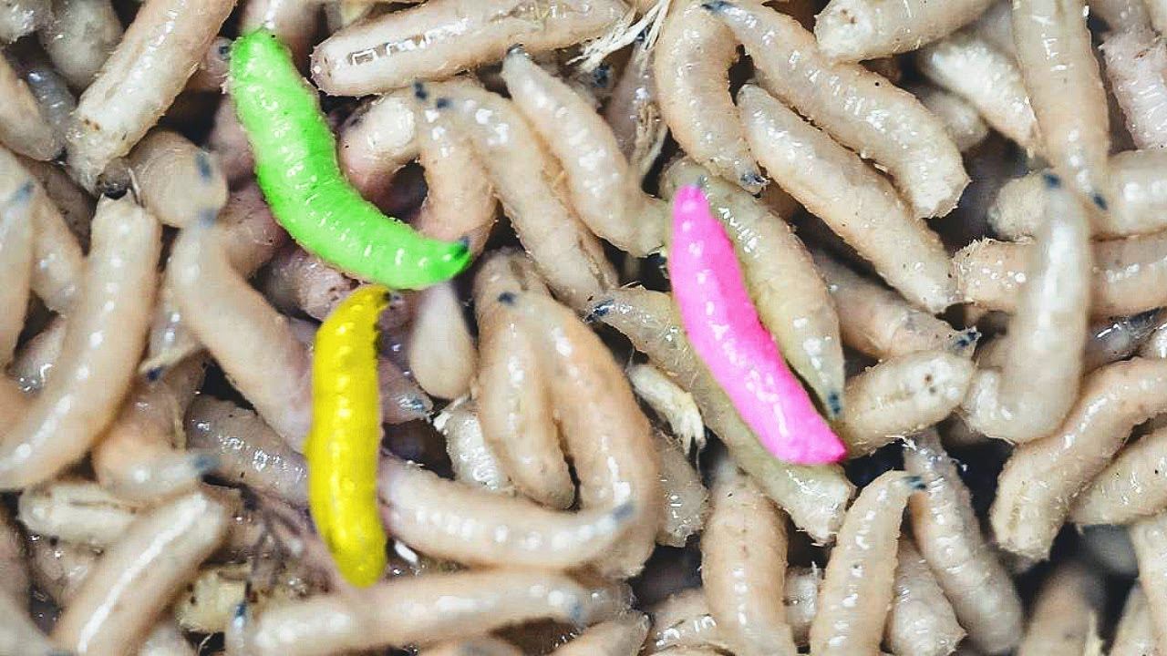 Яркого опарыша рыба видит за милю осенью!!! Как окрасить опарыша для осенней рыбалки? смотреть онлайн