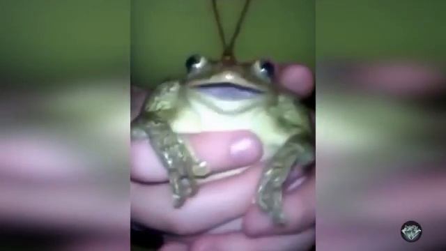 Лягушки мяукают, лают и кричат смотреть онлайн