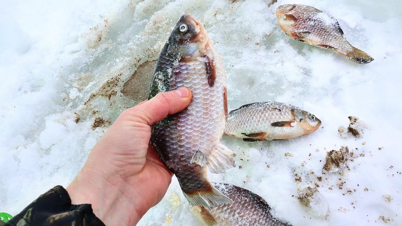 Есть секрет на карася зимой! Как ловить килограммового карася в январе феврале марте со льда? смотреть онлайн