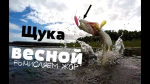 Вы всегда будете с щукой зная эти народные приметы! Как вычислить начало щучьего жора весной?