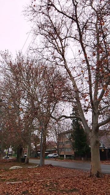 Платан в 2025 г Платаны, Растения, Дерево VID_20251201_155330