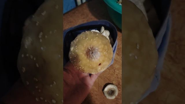 Грибные походы в Приморском крае! ☝️😇👍 смотреть онлайн