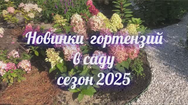 Новинки гортензий в саду сезон 2025 21-10-2025 смотреть онлайн
