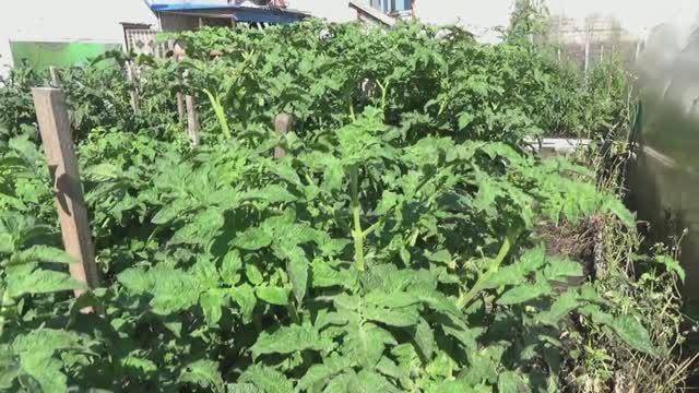 Уникальный Гном Фестиваль Аделаиды. Куст увешан крупными плодами! Спеет рано! смотреть онлайн