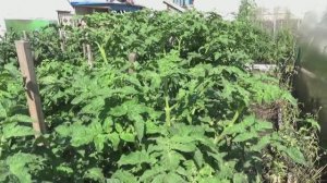 Уникальный Гном Фестиваль Аделаиды. Куст увешан крупными плодами! Спеет рано!