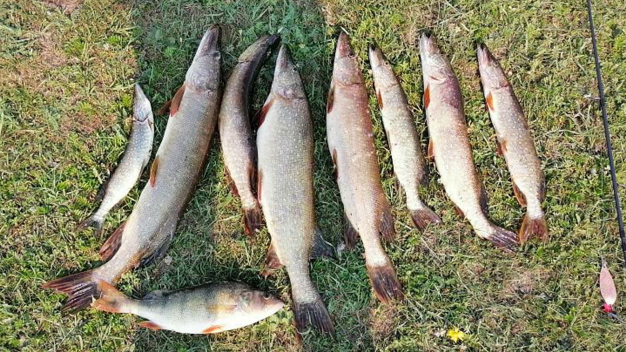 Как ловить на выбитом водоеме по 8 щук. Определена погода при которой каждый день жор у щуки осенью смотреть онлайн