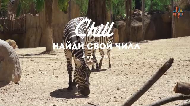 LIVE: CHILL смотреть онлайн