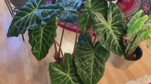 Алоказии на подоконнике | Алоказия Розовый Дракон