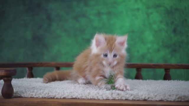 Tutankhamen 1,5 месяца смотреть онлайн