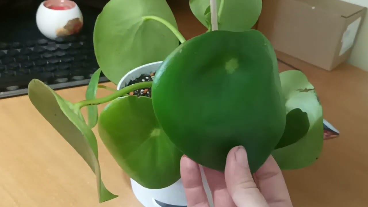 Пеперомия Рейндроп и хвостик про Циперус смотреть онлайн