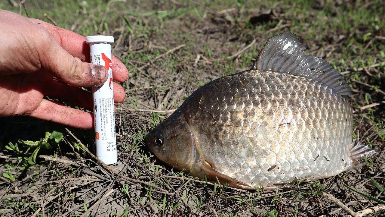 Рыбалка на карася в октябре. Все секреты ловли на поплавочную удочку и фидер. смотреть онлайн