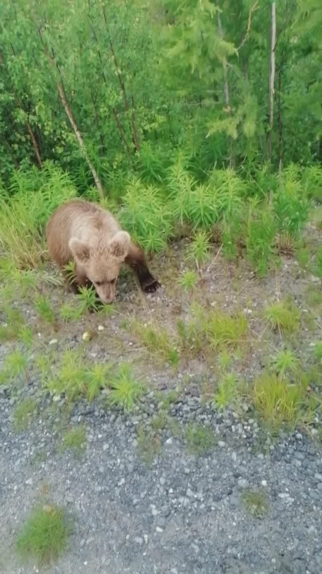 Медвежонок открыл охоту в Тазовском районе смотреть онлайн