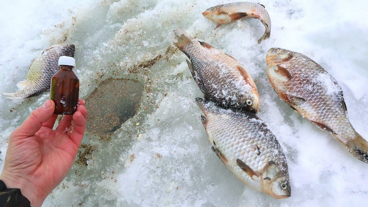 Не клюет карась зимой? Есть 1 секрет которым пользуются ушлые рыбаки при ловле карася со льда. смотреть онлайн