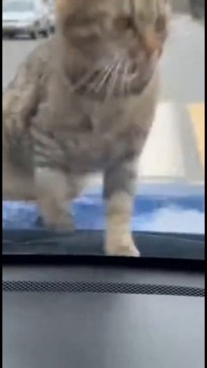 Пешеходный переход 🙀💣🐈⬛🔥