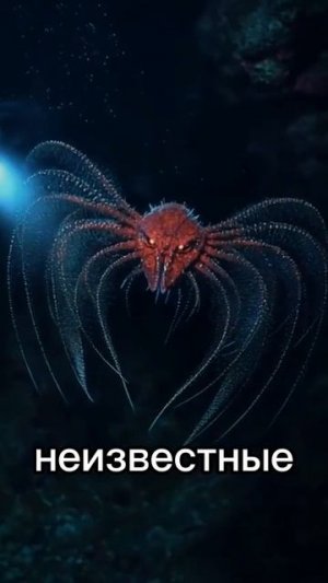 Почему NASA прекратили изучать океан #nasa #жуткиефакты #мистика