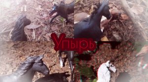 Сериал :Путь. Часть четвёртая :упырь. Лошади шляйх видео.