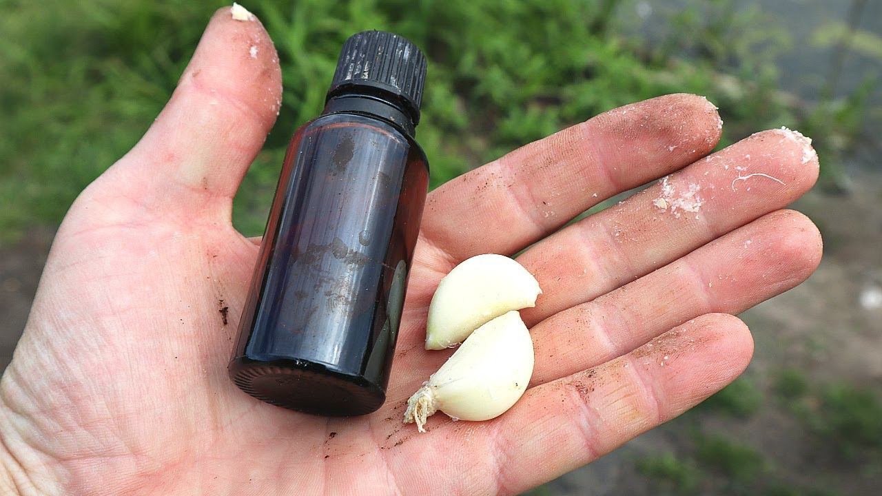 Карась всегда отзывается на такую хитрость и подплывает целыми стаями. Чеснок лучший ароматизатор. смотреть онлайн