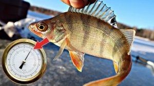 Идеальное давление для ловли окуня зимой какое оно? Все о давлении и его влияние на клев окуня зимой