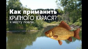 Как приманить крупного карася к точке ловли?