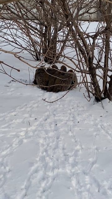 ЭТО КТО!?! В центре города