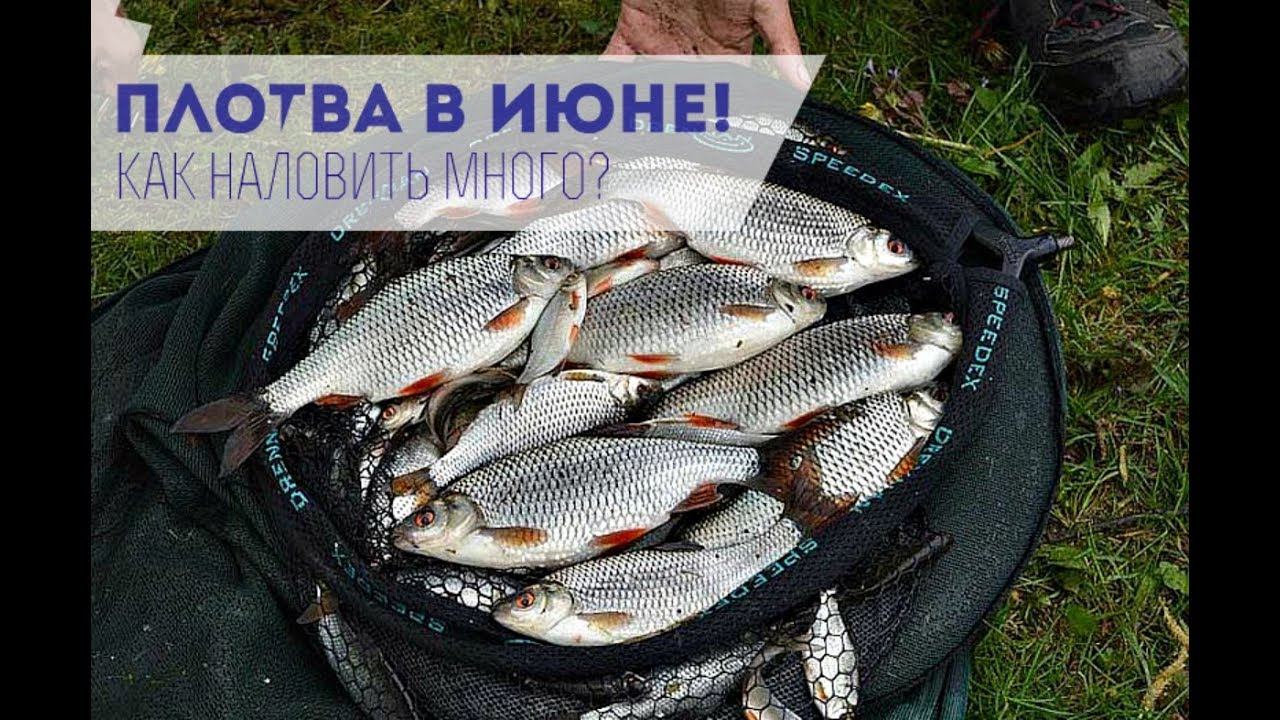 Как ловить плотву в июне? смотреть онлайн