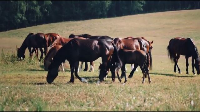 Русь раздольная смотреть онлайн