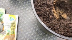 Морозостойкий виноград для Подмосковья:  какие сорта ?