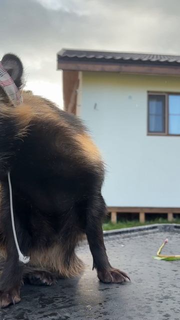 Малышка Фрау! #енотовиднаясобака #енот #лиса #собака #животные #питомцы #экзотическиепитомцы #лес