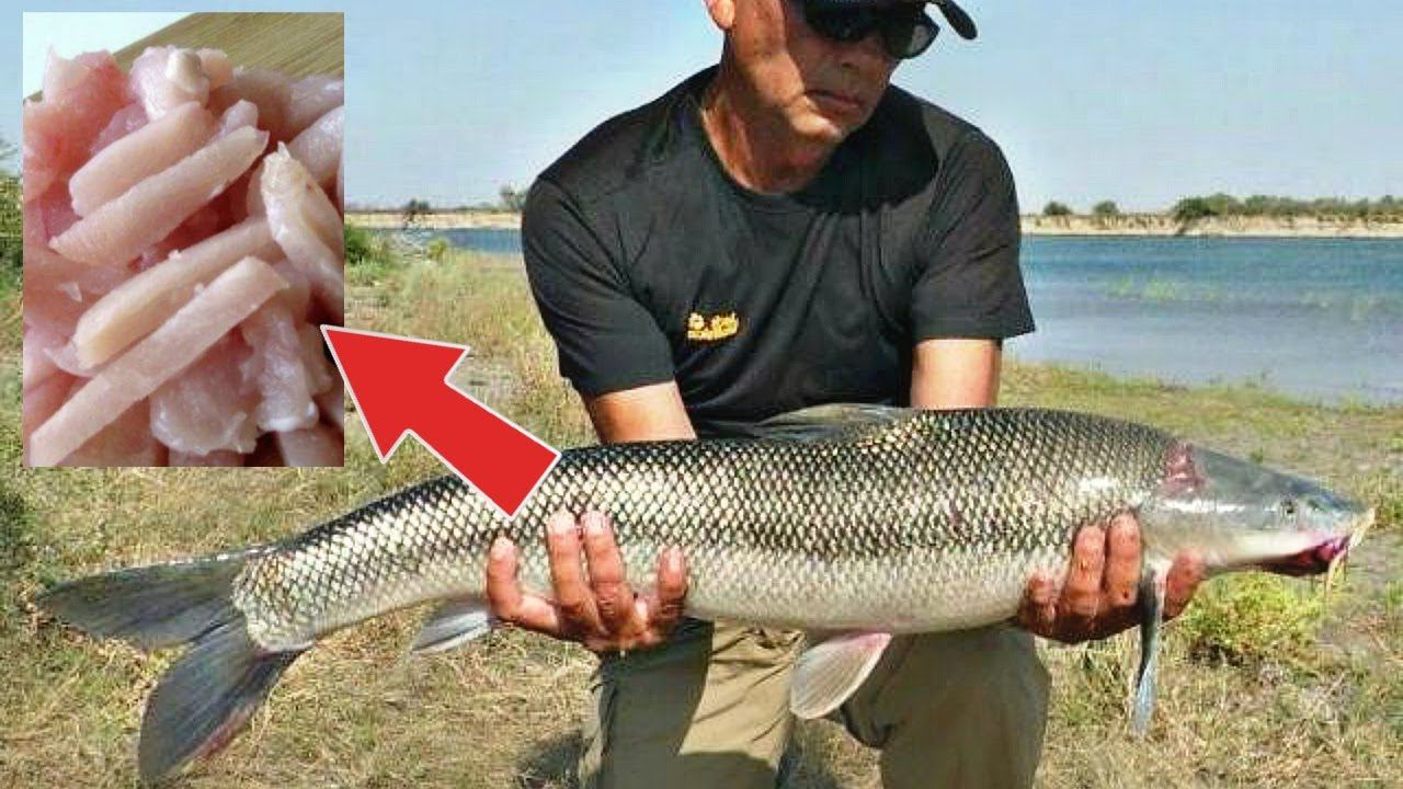 Осенняя наживка на крупную рыбу. Такая насадка без улова не оставит. Куриное мясо для рыбалки смотреть онлайн