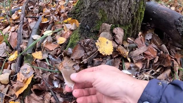 30 МИНУТ И ВЕДРО ГРИБОВ. ШИКАРНЫЙ ОТРЫВ ПО ГРИБАМ. Сбор ? смотреть онлайн