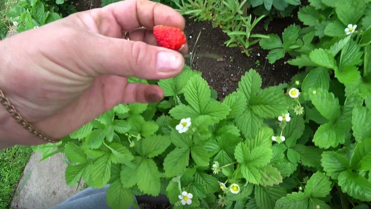 Сколько лет может плодоносить земляника (не виктория!)? смотреть онлайн