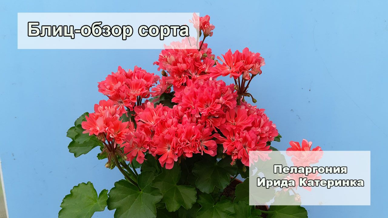 Блиц-обзор сорта пеларгонии нашей селекции Ирида Катеринка. Очаровательная миниатюра! смотреть онлайн