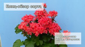 Блиц-обзор сорта пеларгонии нашей селекции Ирида Катеринка. Очаровательная миниатюра!