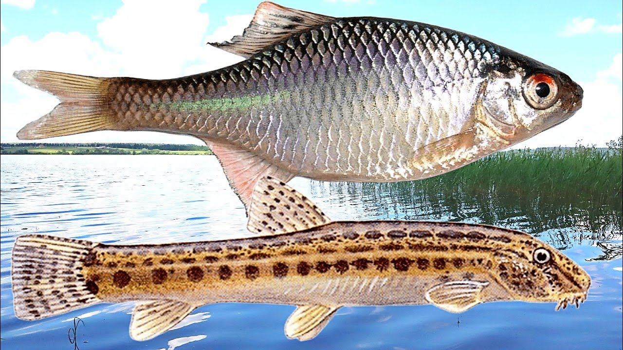 Вредные рыбы водоемов которые уничтожают хорошую рыбу! Если поймали такую не выпускайте обратно! смотреть онлайн