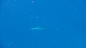 Красава мадам Акула.Красное море. Макади. Бухта Шарм-Эль-Араб. Декабрь 2025.