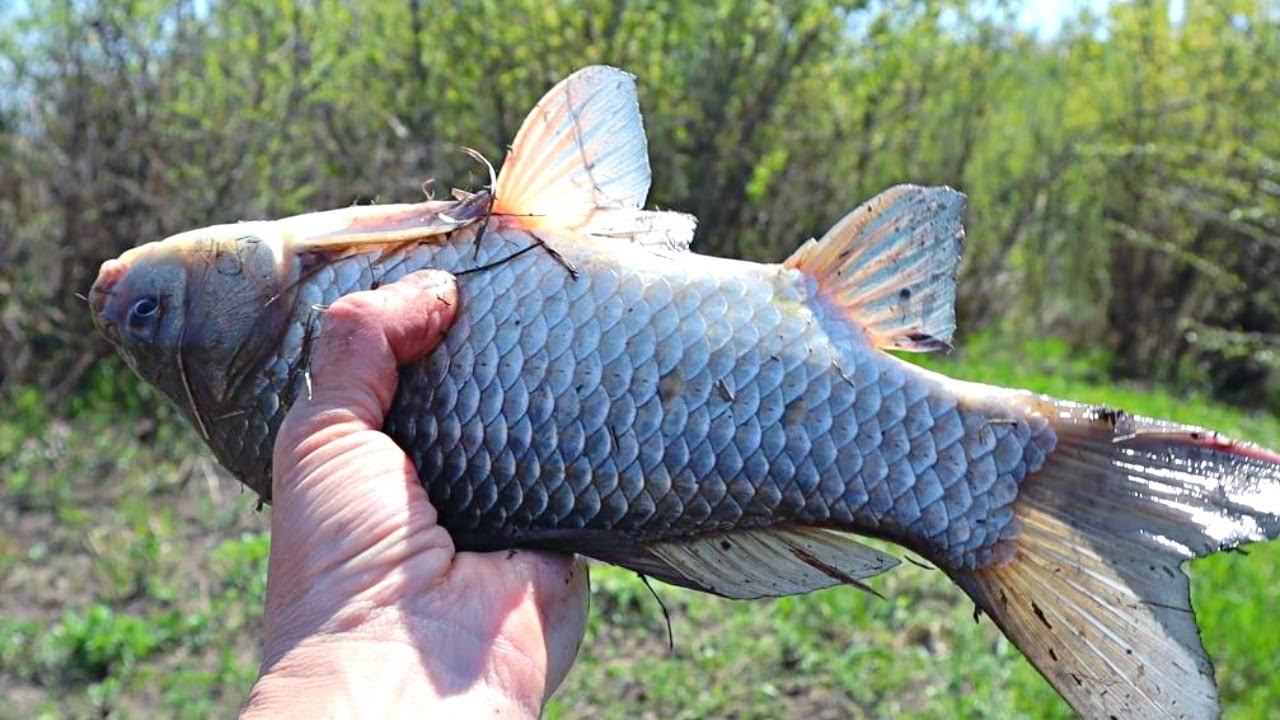 Какая рыба хорошо клюет в апреле? Где стоит рыба в апреле? смотреть онлайн