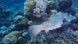 Park Regency 12. 2025 риф полный фильм(с титрами)