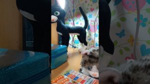 школа котов