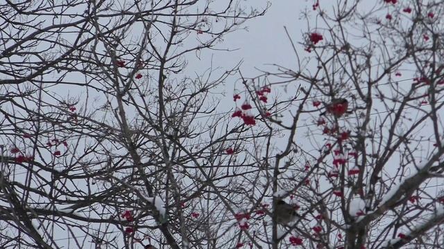 снегири смотреть онлайн